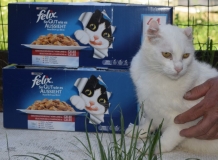 Bělásek  s dárkem.