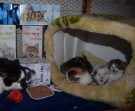 Milenka a koťátka  s dárkem.