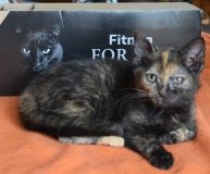 Čárka s dárkem (za Aninku).